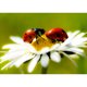 thumbnail image 1 of Diamond Painting (DB3280) Insecto y flor DIY Room 5D Square Kit (YF031) 30x40cm Hugtrwg Para estrenar, 1 of 1