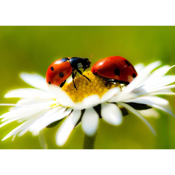 Diamond Painting (DB3280) Insecto y flor DIY Room 5D Square Kit (YF031) 30x40cm Hugtrwg Para estrenar