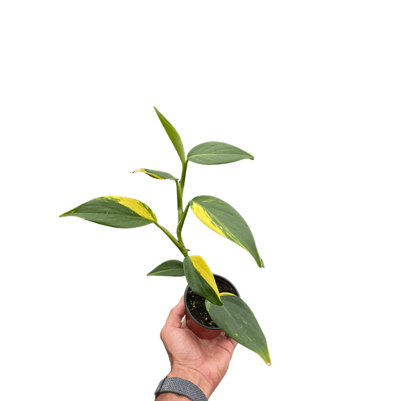 Scindapsus 'Coriaceus'