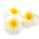 thumbnail image 2 of Pursuestar - 100 unidades de espuma blanca hawaiana Frangipani Plumeria Artificial Plumeria P&eacute;talos Gorro de Pelo Corona Floral DIY Decoraci&oacute;n del Hogar Boda 5 cm Pursuestar NA, 2 of 9
