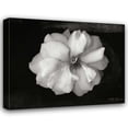 thumbnail image 1 of Vitaly Geyman 34x28 Gallery Wrapped Canvas Wall Art Titled - Wild Rose, 1 of 4
