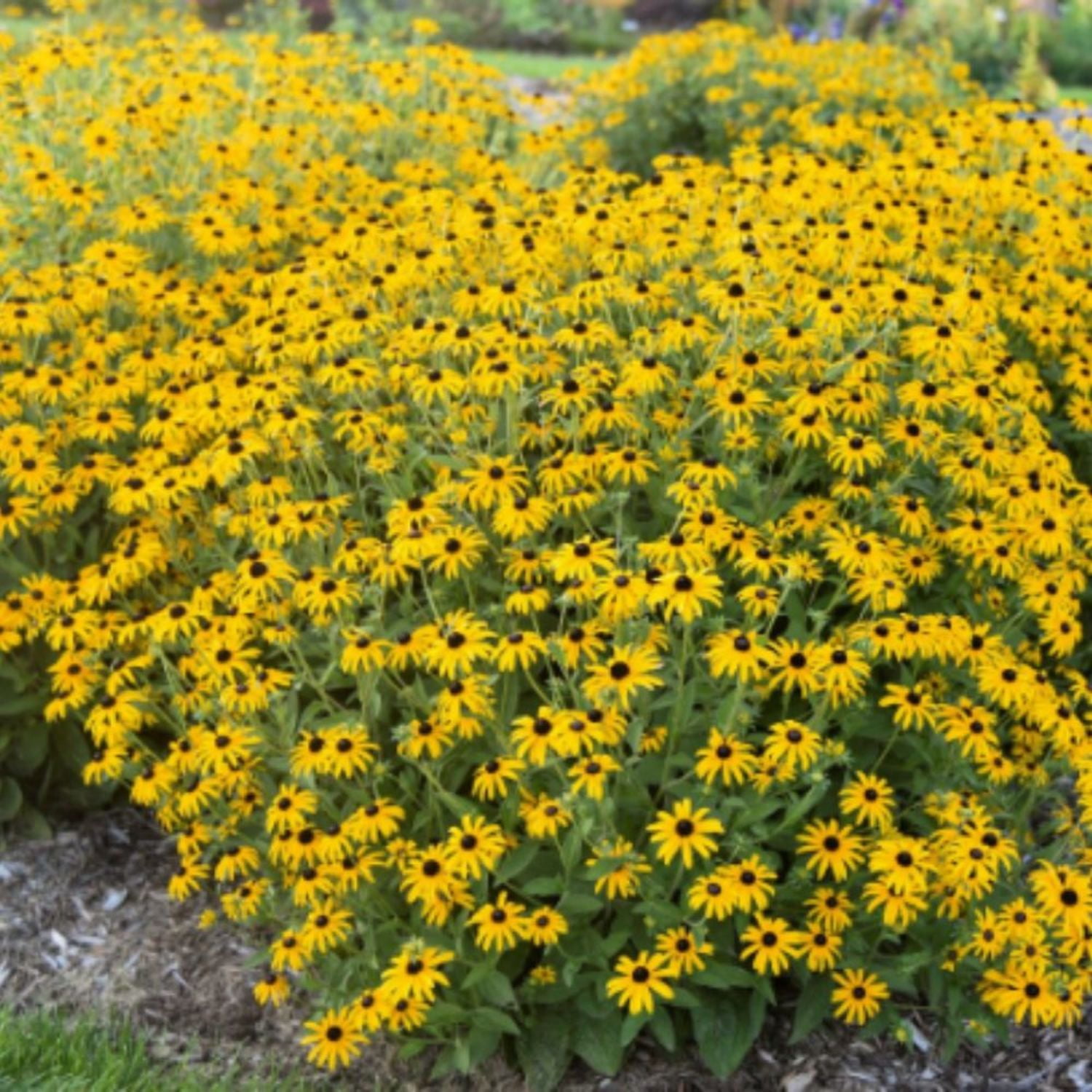 Proven Winners 6" Yellow 'Treasure Trove' Black-eyed Susan Live Plant in 6.5" Pot