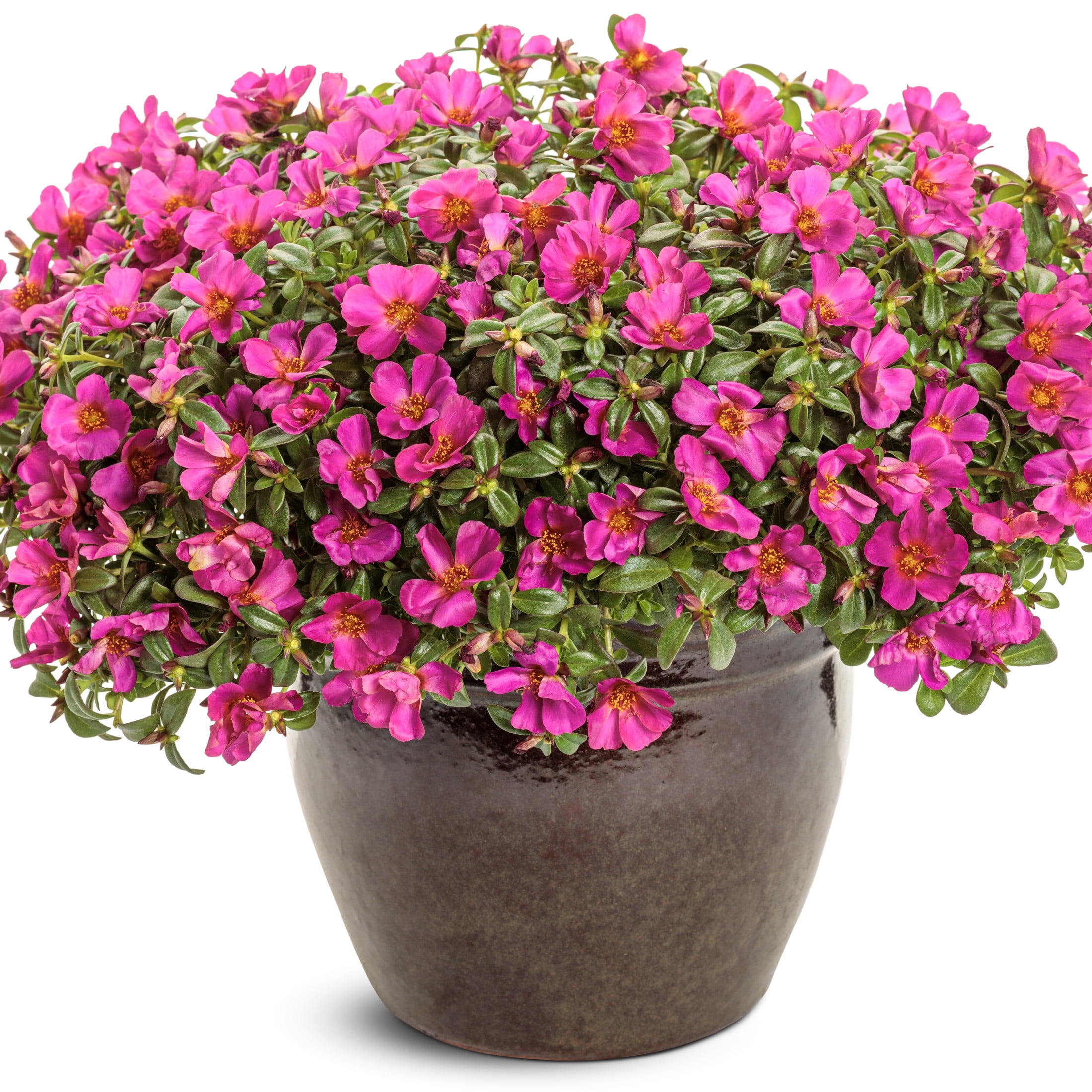Proven Winners 4" Pink Mojave Fuchsia Purslane Live Plant in 4.25" Pot (4 Count)
