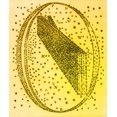 thumbnail image 2 of Galactic Model, Herschel, 1784 Poster Print by Science Source (24 x 36), 2 of 4