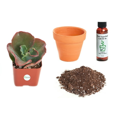Echeveria Plant - Shop Succulents Echeveria 'Dicks Pink' 2In Plant Kit