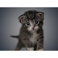 thumbnail image 3 of Prime, Marcus 18x15 Black Modern Framed Museum Art Print Titled - Boundless Cuteness 4, 3 of 5