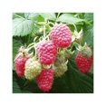 2 Joan J Raspberry PlantsEverbearing, Thornless (2 Lrg 2 Yrs Bare root