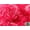 Fuchsia, variant on Satin Rose Boardeux Fabric FUCHSIA / 55" Wide / Sold by the yard