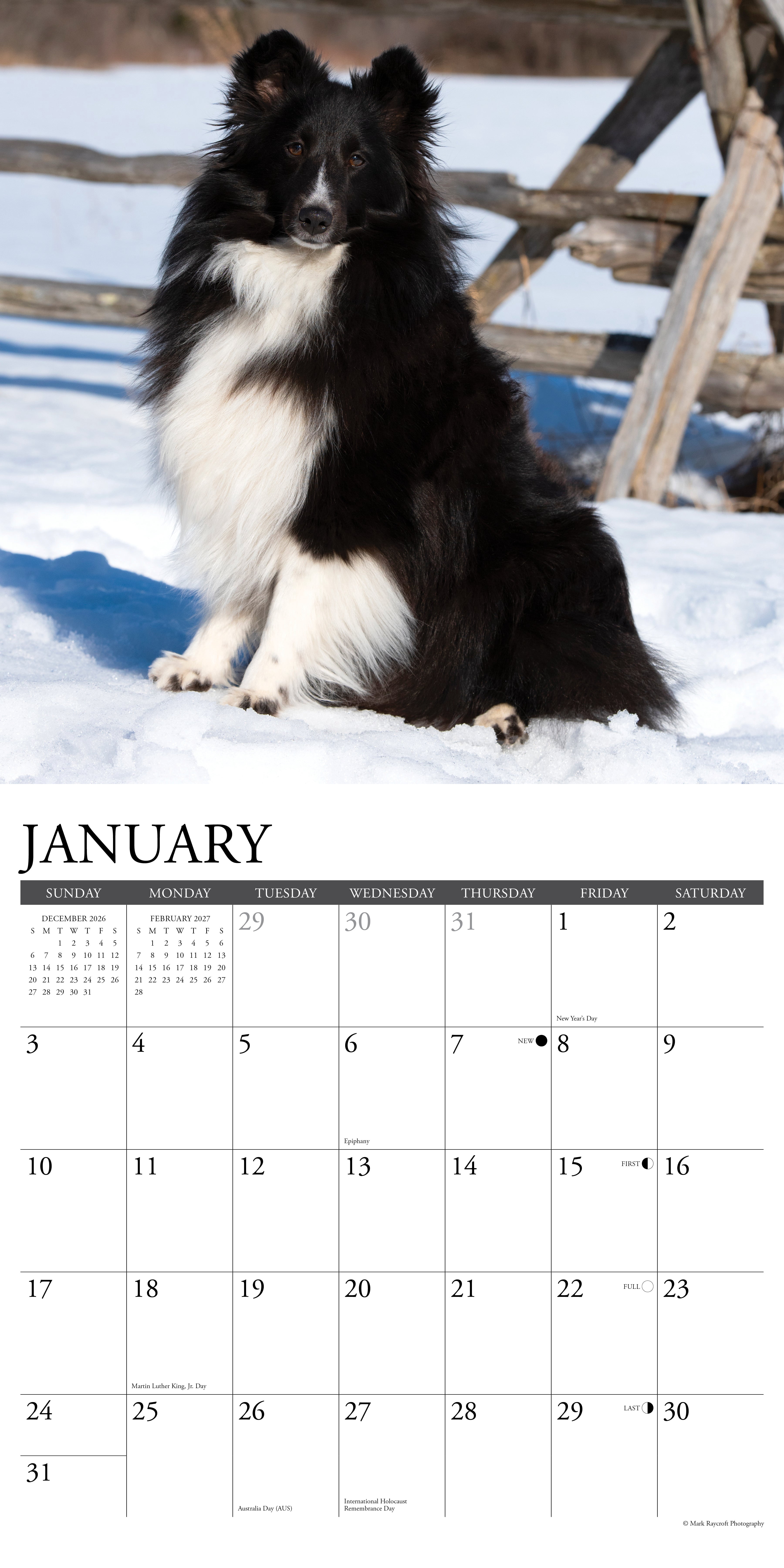Willow Creek Press, Shelties 2027 Wall Calendar