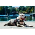 thumbnail image 3 of Dogline Unimax Multi-Purpose Harness, 3 of 27