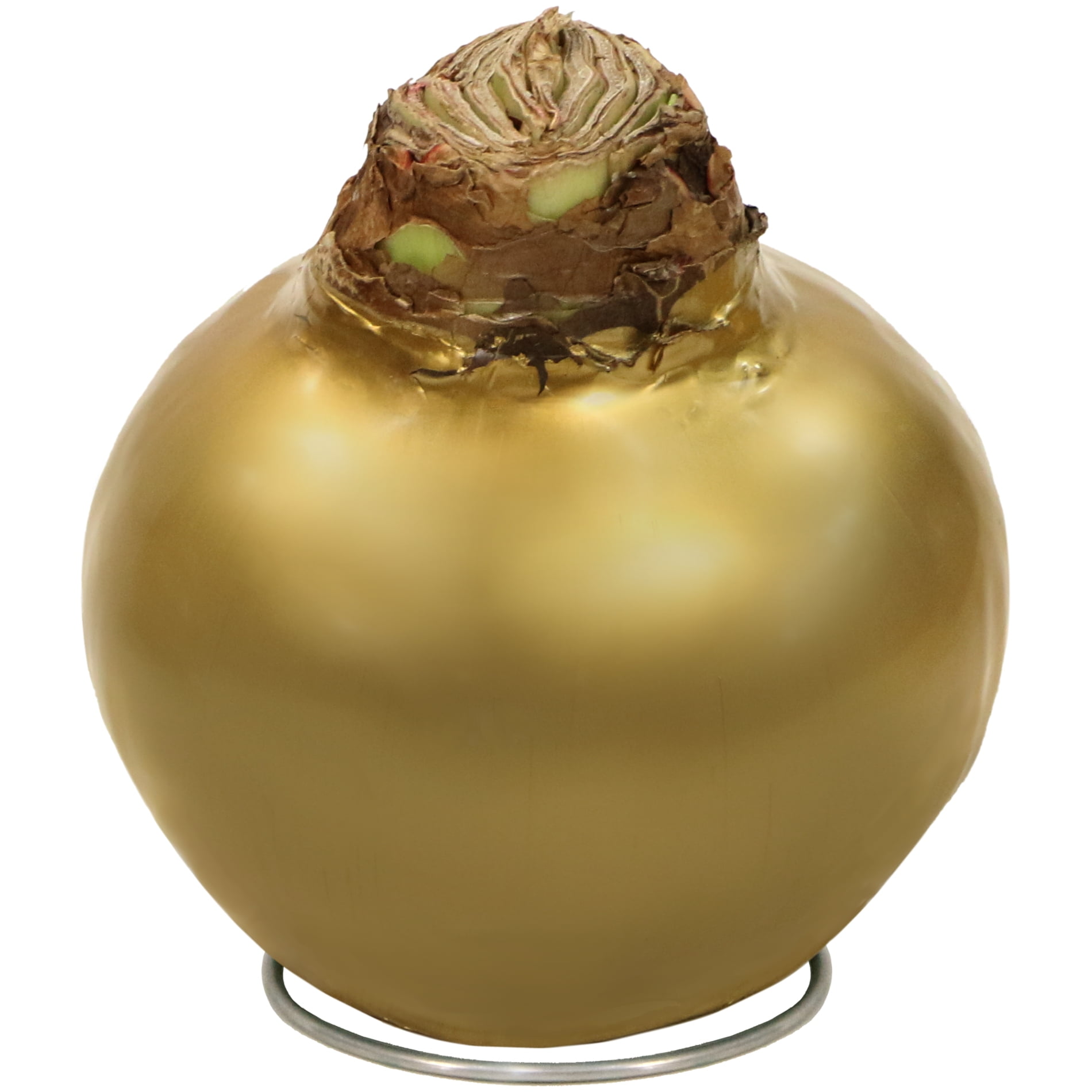 Live Ornamental/Decor Gold Waxed Amaryllis with Red Blooms with Indirect Sun- 1 Piece