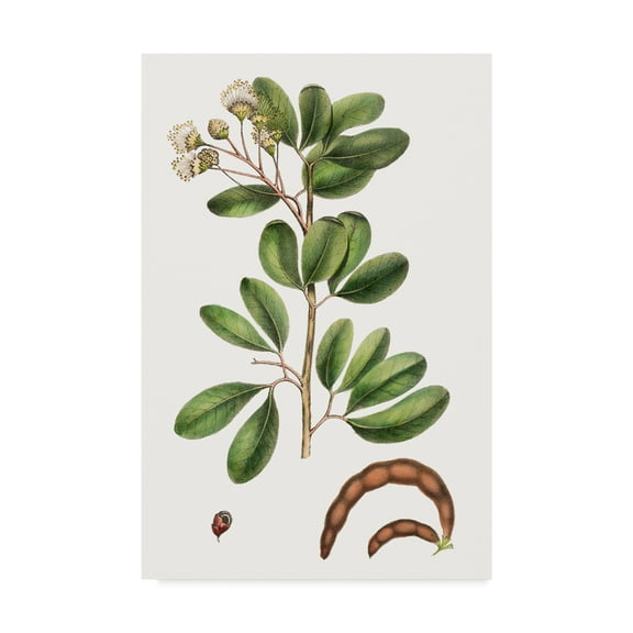 Trademark Fine Art 'Foliage & Blooms III' Canvas Art by Thomas Nuttall