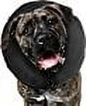 ZenPet Pro-Collar Inflatable Recovery Collar - XX-Large - 1 count