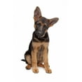 thumbnail image 2 of German Shepherd Puppy Wall Decal by Wallmonkeys Peel and Stick Graphic (18 in H x 12 in W) WM352118, 2 of 4