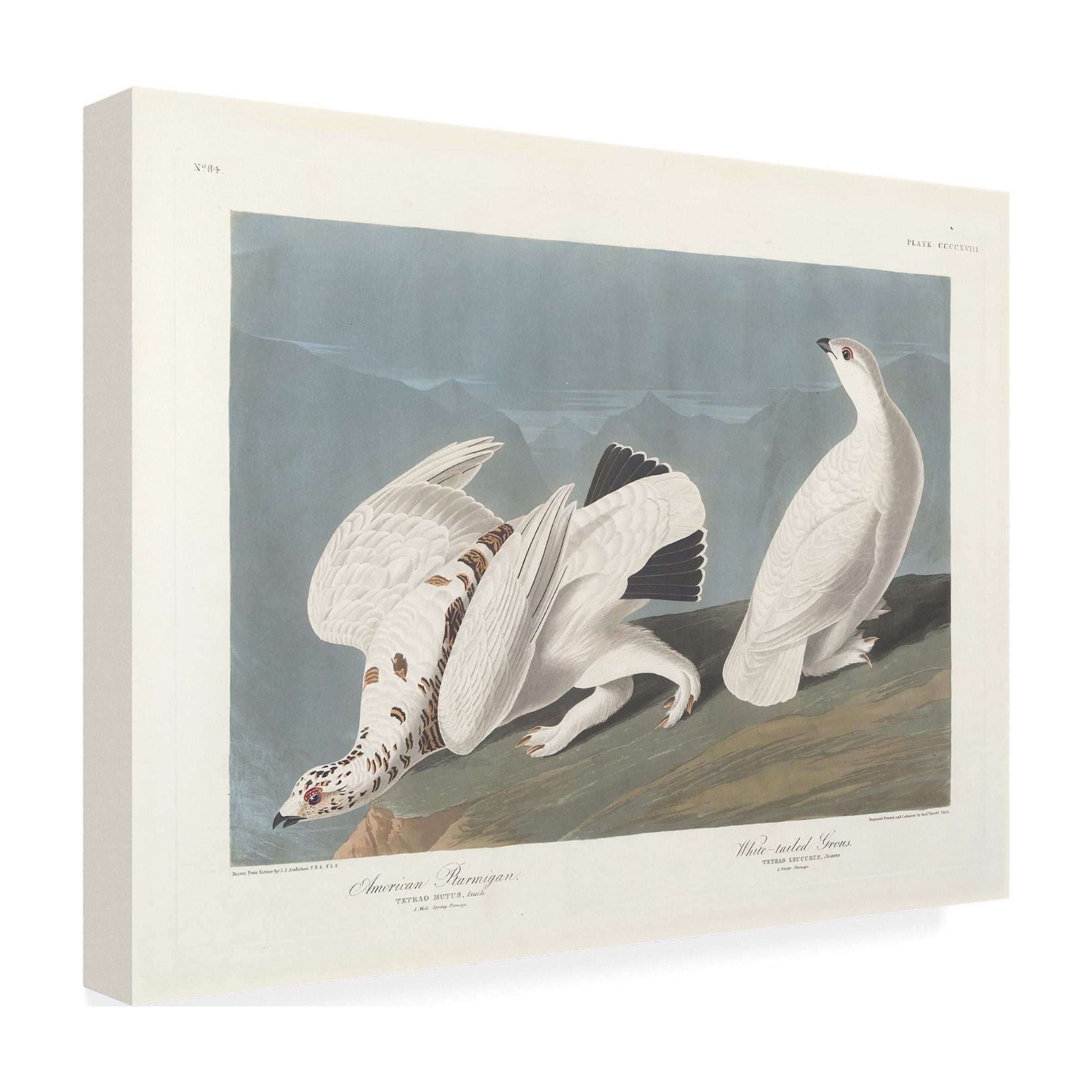 Trademark Fine Art "American Ptarmigan" Canvas Art by John James Audubon