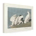 thumbnail image 4 of Trademark Fine Art "American Ptarmigan" Canvas Art by John James Audubon, 4 of 4