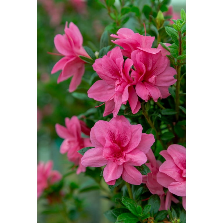 Encore Azalea Autumn Empress (1 Gallon) Pink Flowering Shrub