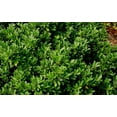 thumbnail image 5 of Hoogendoorn Holly Shrub I 20 Live Plants I Ilex Crenata  Lustrous Evergreen for Hedging, Privacy Screens, and Decorative Accents, 5 of 8