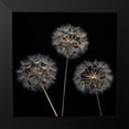 thumbnail image 2 of Frank, Assaf 15x15 Black Modern Framed Museum Art Print Titled - Dandelion flowers over black background, 2 of 5