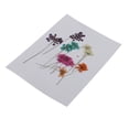 thumbnail image 1 of 2x10 Piezas De Prensadas Y Secas Naturales Para Manualidades, Tarjetas De Bricoje Sunnimix Flores secas prensadas naturales, 1 of 8