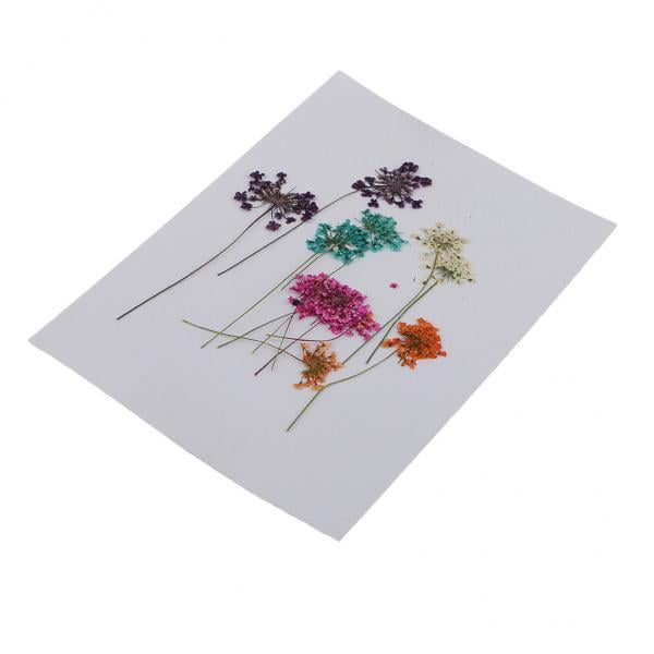 2x10 Piezas De Prensadas Y Secas Naturales Para Manualidades, Tarjetas De Bricoje Sunnimix Flores secas prensadas naturales