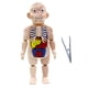 thumbnail image 2 of Cuerpo con órganos Kits de Juguetes Ensamblados de Bricolaje, a Profundizar La Comprensión de de Los órganos Hu Baoblaze juguetes rompecabezas, 2 of 8