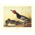 thumbnail image 2 of Audubon, John James 32x26 White Modern Wood Framed Museum Art Print Titled - Red-Headed Duck (decorative border), 2 of 4