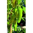 thumbnail image 4 of TomorrowSeeds - Shishito Pepper Seeds - 200+ Count - For 2026 Planting 50 SHU Mild Green Japanese, 4 of 9