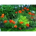 thumbnail image 4 of Brilliant Oriental Poppy - Scarlet Hue - Papaver - Quart Pot, 4 of 4