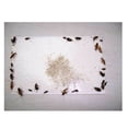 thumbnail image 3 of Trampas adhesivas BuyWeek para cucarachas 6 piezas Control de plagas, 3 of 7