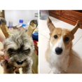 thumbnail image 4 of Dog Ear Stand Fixed Support Correction Vertical Tool For Doberman Pinscher Dog Samoyed Great Dane, 4 of 5