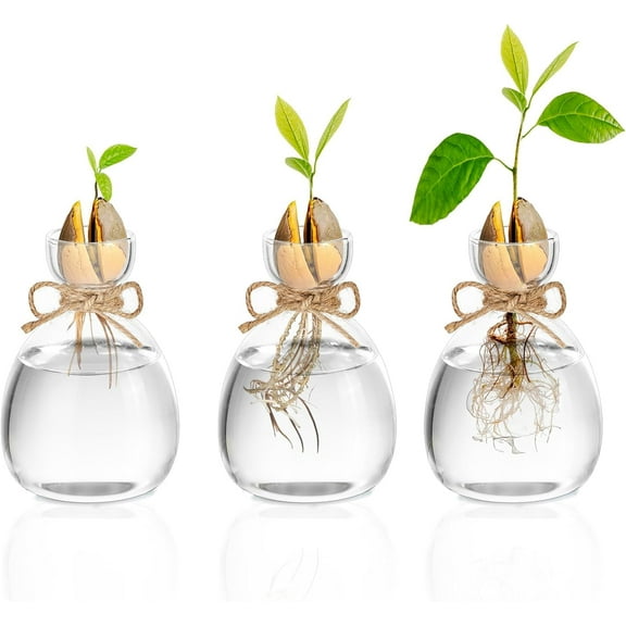 Glass Bud Vases: Acorn Bulb Forcing Vase Set of 3 Cute Clear Small Vases for Flower Hydroponic Plant Propagation Vase for Home Table Decor