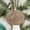 brown, variant on LanSuare Christmas Mushroom Hanging Ornaments, Cute Green and Brown Christmas Tree Pendant, Suitable for Xmas Tree, Holiday Party, Indoor Outdoor Hanging Decoration