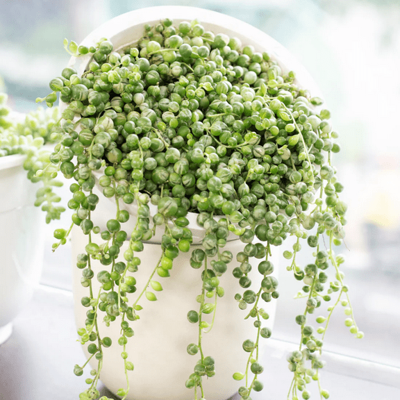 Variegated String of Pearls Plant Live, 4" Pot, Trailing Succulent Live Plant Indoor Houseplant Home Garden