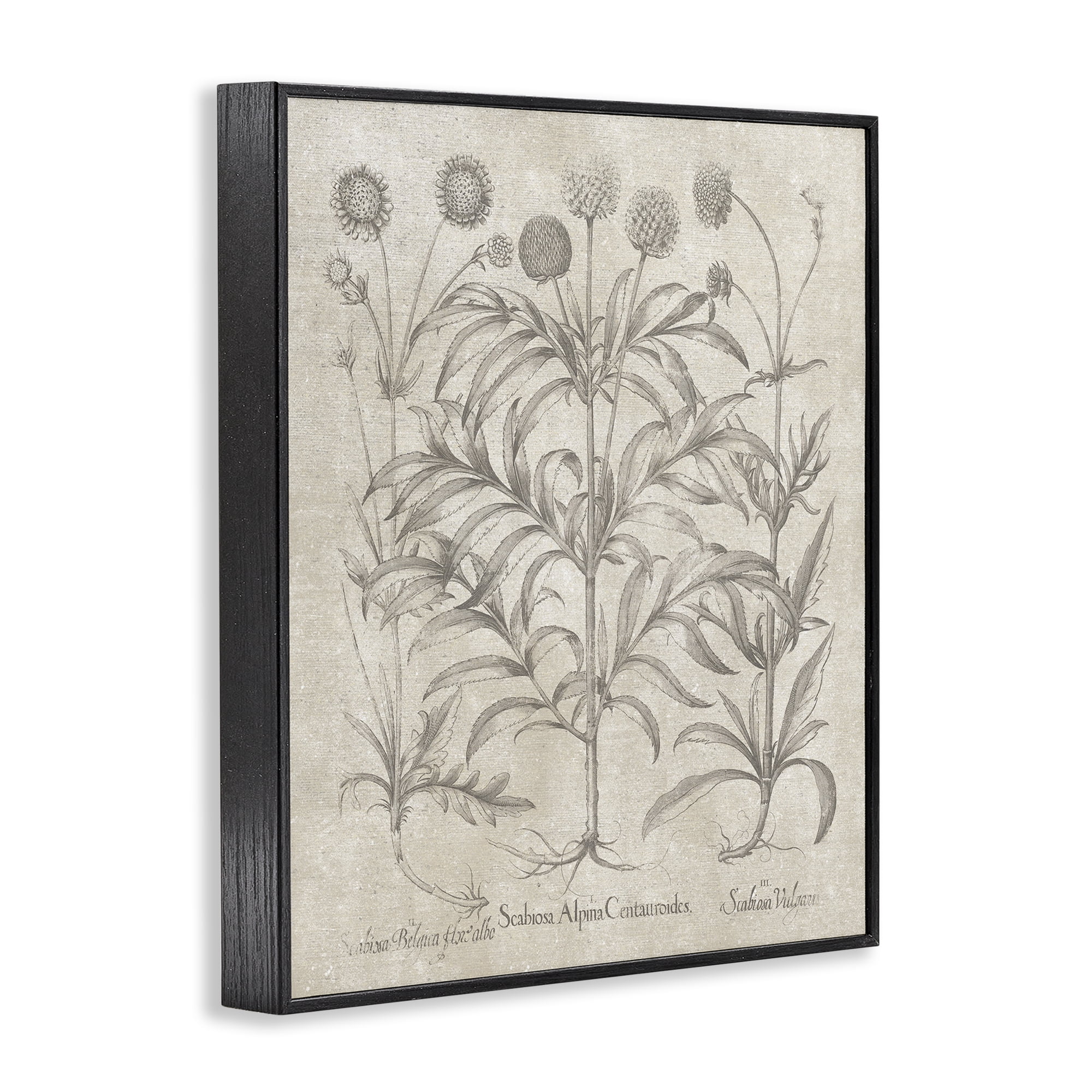 Stupell Industries Vintage Plant Life Botanical & Floral Painting Black Framed Art Print Wall Art, 24 x 30