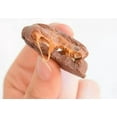 thumbnail image 6 of Turtles Premium Gift Box Filled With Candy Original Pecan 2.3 oz- Pack of 2, 6 of 6
