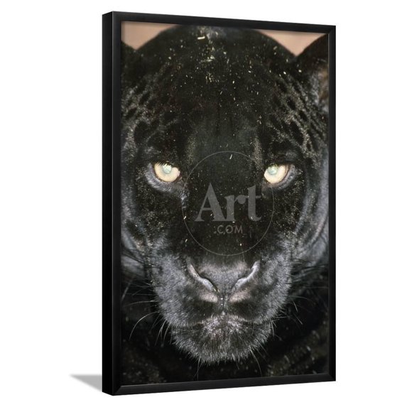 Black Jaguar, Animals Framed Art Print Wall Art Sold by Art.Com