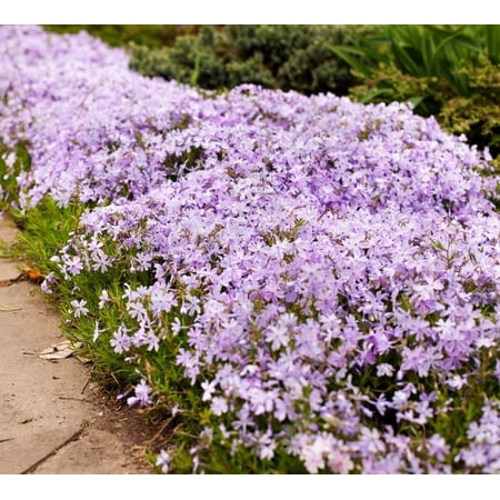 Creeping Phlox Candy Stripe Live Plant, Well Rooted Plug, Pink White Striped Flowers, Low Growing Ground Cover Perennial for Garden Borders and Rock Gardens