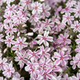 3 Point Plug With Casing Creeping Phlox Starter Plants - 2 Pack, Full Sun, USDA Zones 3-8, Plug ...