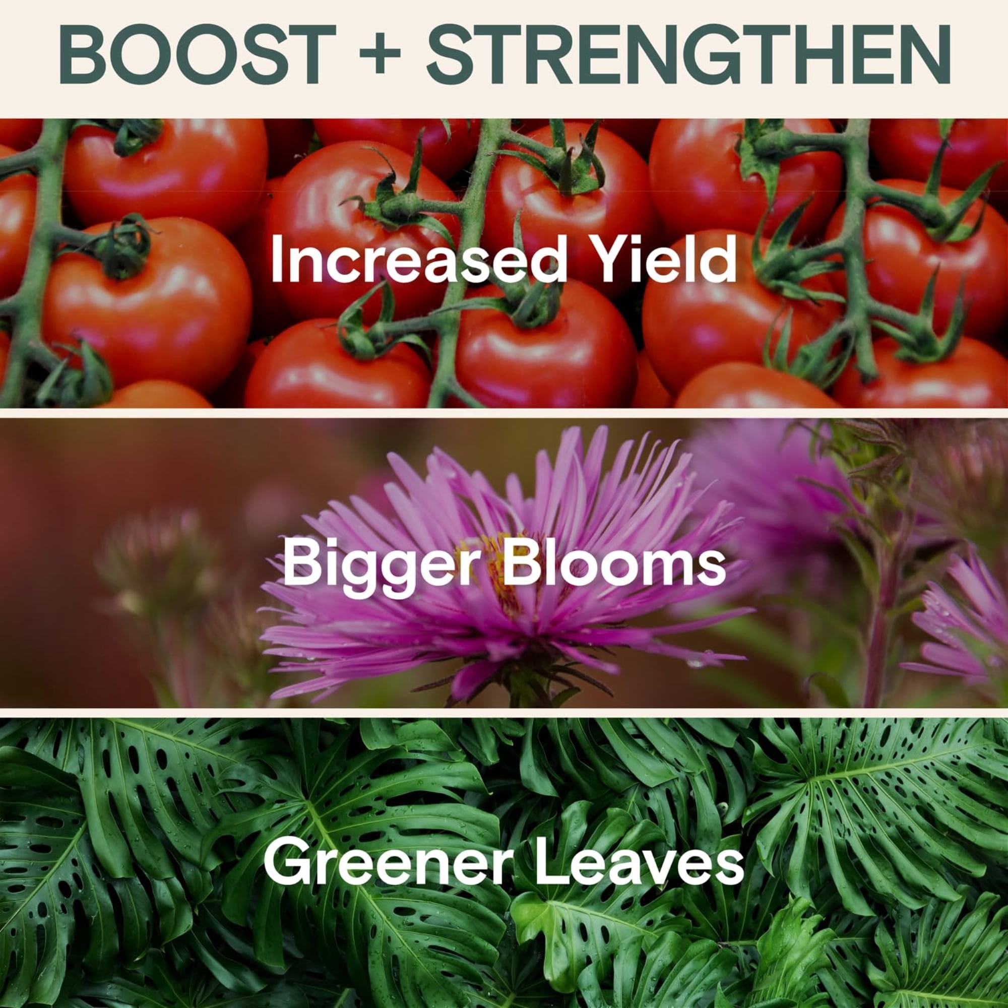 Arber Organic Bio Protectant Liquid Concentrate, 1 Pint - Fertilizer for Boosted Disease Immunity and Increased Harvest Yield