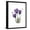 Black Frame, variant on Art.com Purple Gentian Triplet Premium Giclee Print by Albert Koetsier, 12" x 16"