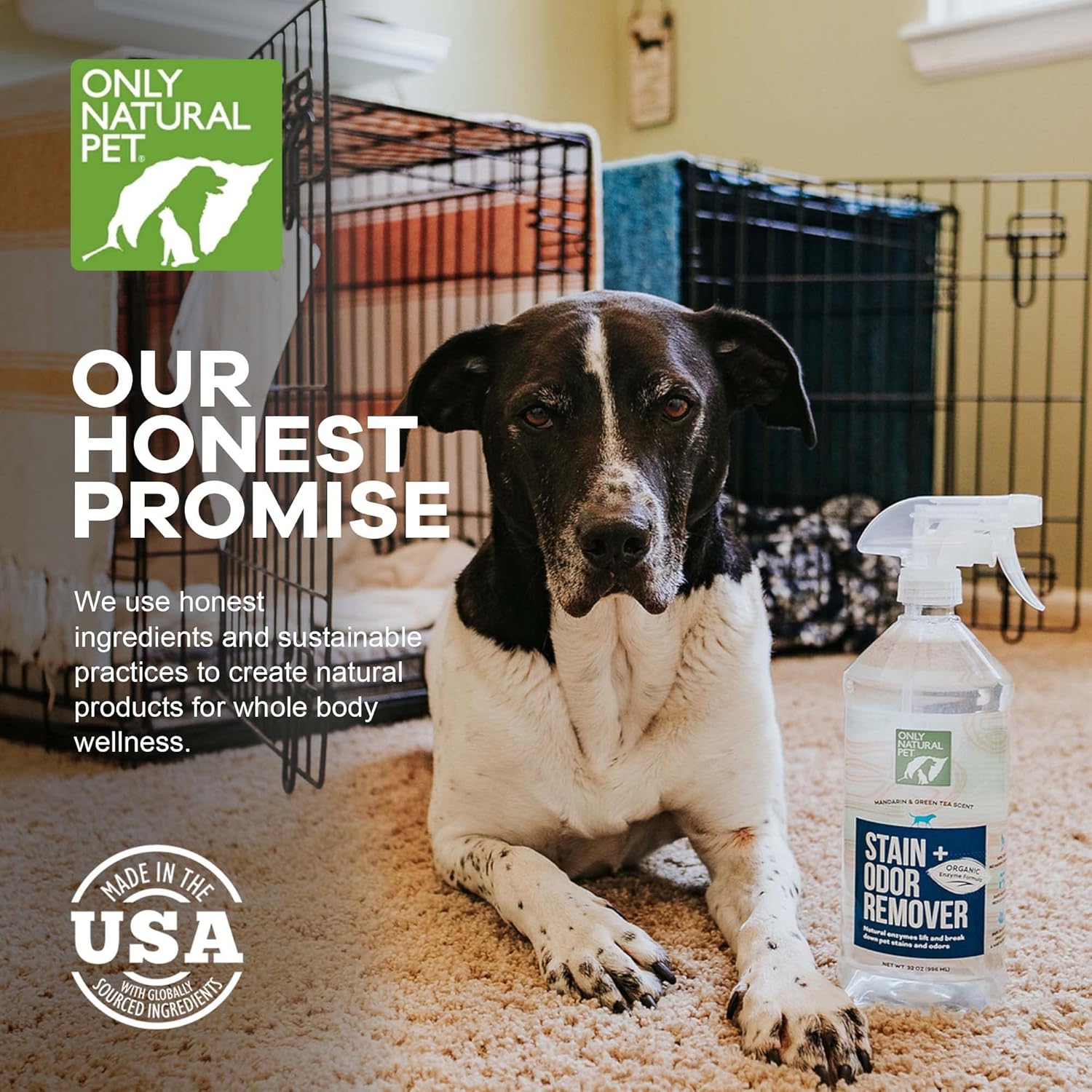 Enzyme Powered Stain & Odor Eliminator - Professional Pet Urine Pee Cleaner Deodorizer For Dogs - Hardwood Floors Carpets Upholstery - Fresh Mandarin Orange & Green Tea Scent - 32Floz
