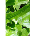 thumbnail image 4 of Royal Oak Leaf Salad Lettuce - 3" Pot - Live Plant, 4 of 4