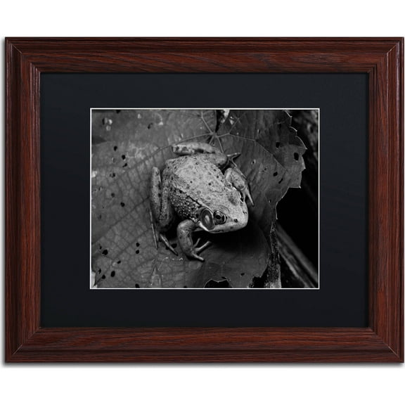 Trademark Fine Art "Northern Green Frog" Canvas Art by Jason Shaffer, Black Matte, Wood Frame