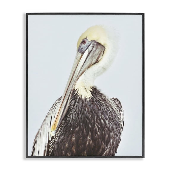 Stupell Industries Traditional Preening Pelican Photography Black Framed Giclee Art, 11 x 14, by Gail Peck