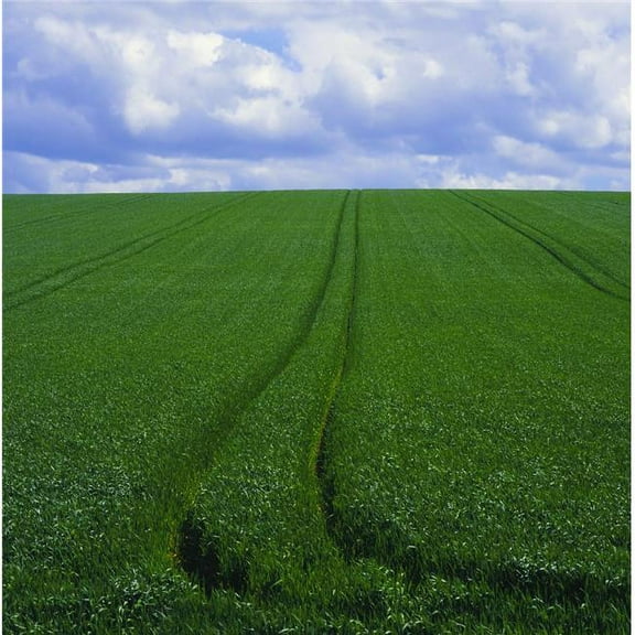 Grass Field Poster Print by The Irish Image Collection, 24 x 24 - Large