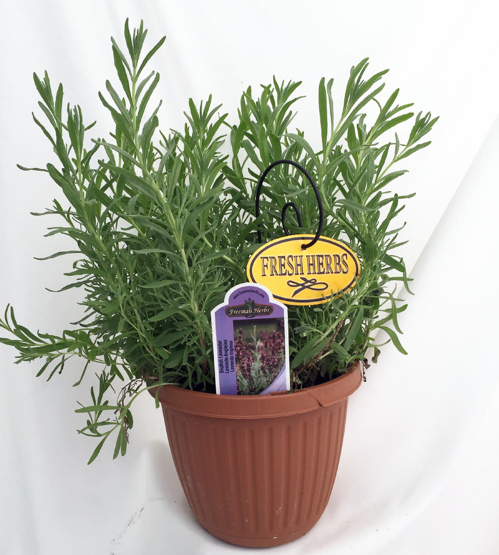 Premium English Lavender Herb Perennial Potted Very Fragrant 6