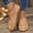 Brown, variant on BRGZLK Sandals For Women 2025 Fashion Casual Summer New Large Size Hollow Carved Flat Round Toe Low-Top Shallow Black 5.5