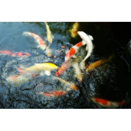 Japan Tokyo Koi In Pond Canvas Art - Larry Dale Gordon  Design Pics (34 x