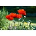 thumbnail image 6 of Seedville 100 Oriental Poppy Beauty of Livermere Flower Seeds, 6 of 11